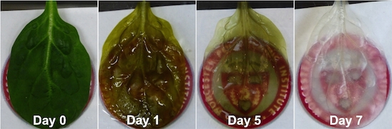 Plusieurs plantes à l'essai